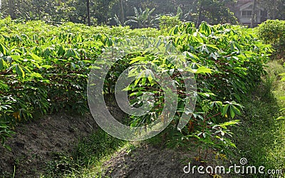 Tapioca Stock Photo