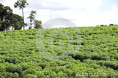 Tapioca Plantation Stock Photo