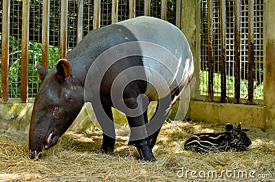 Tapir family Stock Photo
