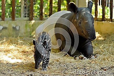 Tapir family Stock Photo