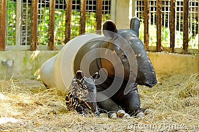 Tapir family Stock Photo