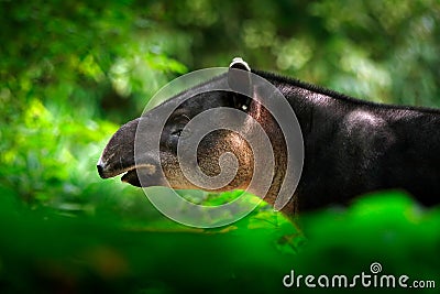 Tapir in nature. Central America Baird`s tapir, Tapirus bairdii, in green vegetation. Close-up portrait of rare animal from Costa Stock Photo