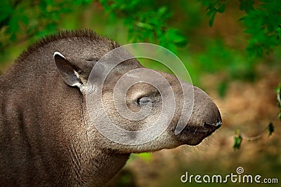 Tapir in nature. South American Tapir, Tapirus terrestris, in green vegetation. Close-up portrait of rare animal from Brazil. Wild Stock Photo