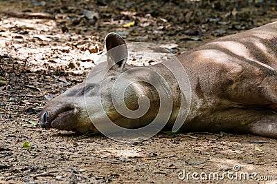 Tapir of zoo Thailand,Animal,Wildlife. Stock Photo