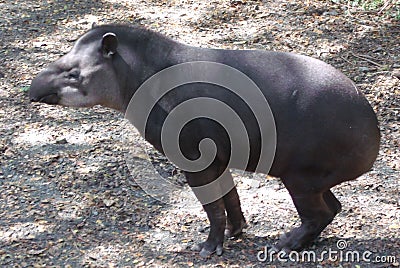 Tapirus terrestris Stock Photo