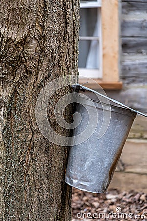Tapping maple trees for sap to make maple syrup Stock Photo
