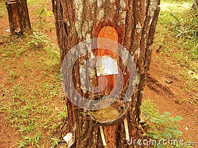 tapping pine tree sap. The trunk of the pine tree is blackish brown and grass grows beneath it Stock Photo