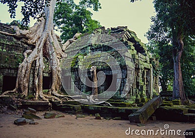 Taprom Temple with Tree Stock Photo