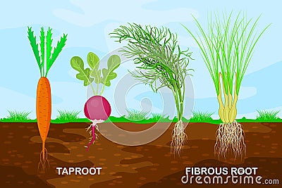 Taproot and fibrous root example comparison. Plant part with main large central root and thin branching system. Vector Illustration