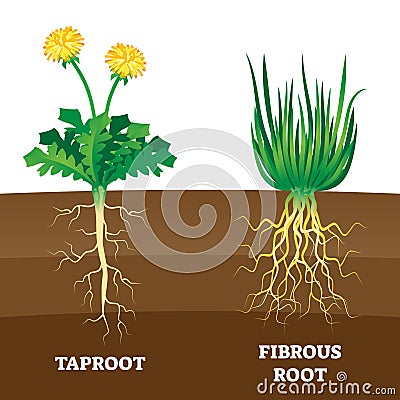 Taproot and fibrous root example comparison vector illustration scheme. Vector Illustration