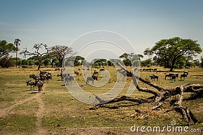 Wildebeest herd in Tarangire National Park safari, Tanzania Stock Photo