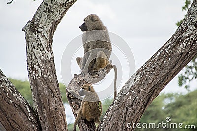 Tarangire National Park, Tanzania - Baboons Stock Photo