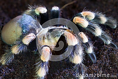 Tarantula Stock Photo