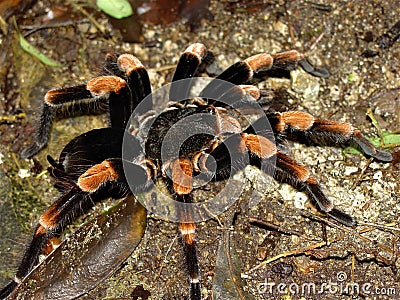 Tarantula Stock Photo