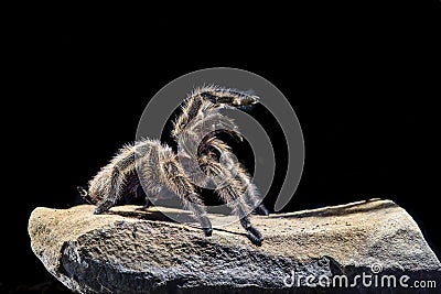 Tarantula chilena rosada en una roca Stock Photo