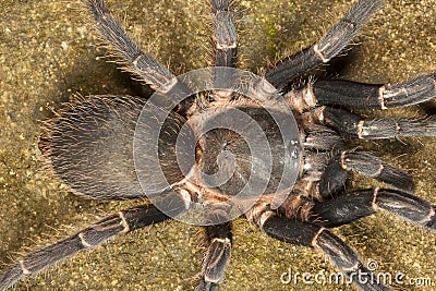 Tarantula, Chilobrachys sp, Theraphosidae, Gumti, Tripura Stock Photo