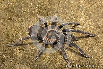 Tarantula, Chilobrachys sp, Theraphosidae, Gumti, Tripura Stock Photo