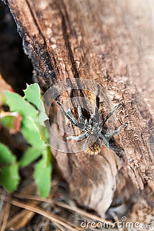 Tarantula climbing a tree in the wild, AZ, US Stock Photo