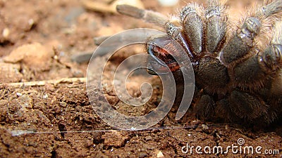 Tarantula fangs. Spider tarantula. Close up female of spider tarantula in wild nature. Largest spider: giant huntsman spider. Arth Stock Photo