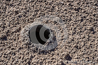 Tarantula Hole Stock Photo