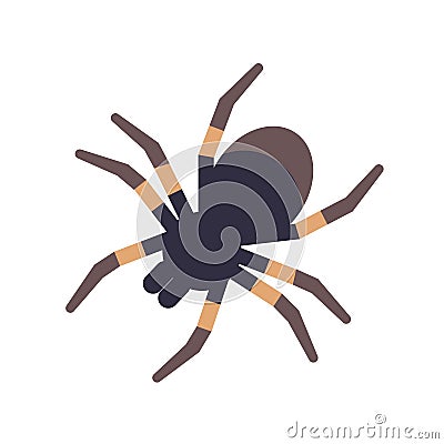 Tarantula isolated on white background. Domesticated tropical venomous spider or dangerous arachnid. Weird exotic Vector Illustration