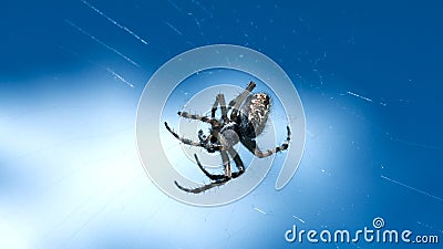 Tarantula in micro-photography.Creative. A spider with a beautiful pattern on its back weighs on a web against a blue Stock Photo