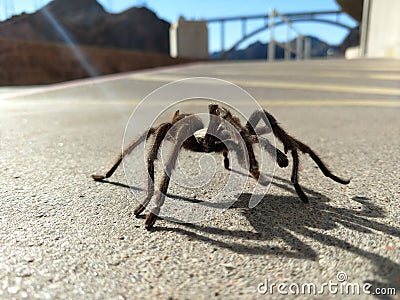 Tarantula in natural habitat, Theraphosidae at hoover dam nevada Stock Photo