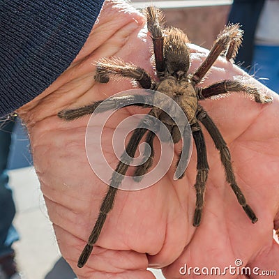 Tarantula in natural habitat, Theraphosidae at hoover dam nevada Stock Photo