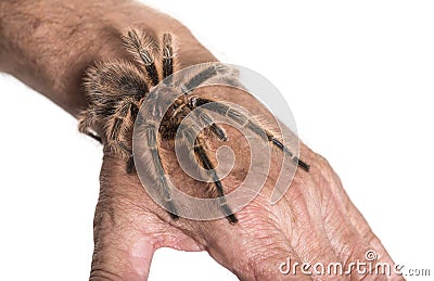 Tarantula on persons hand against white background Stock Photo