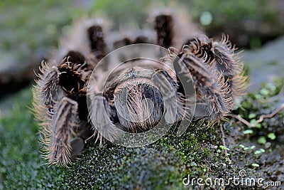 A tarantula is showing aggressive behavior. Stock Photo