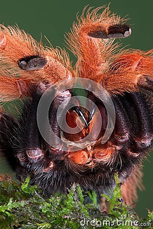 Tarantula showing fangs Stock Photo