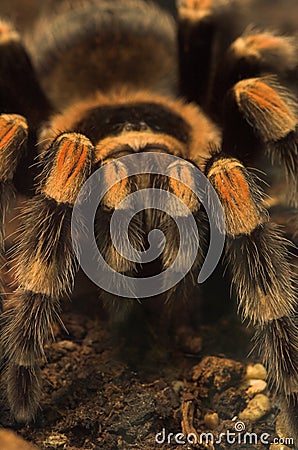 Tarantula spider Stock Photo