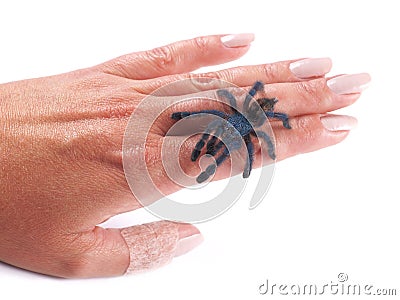 Tarantula spider Avicularia versicolor, a young individual walking on a woman`s hand Stock Photo
