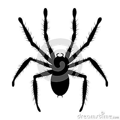 tarantula spider, vector Vector Illustration