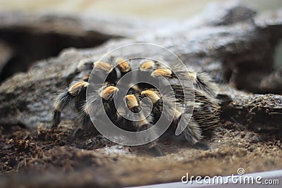 Tarantula Spider Stock Photo