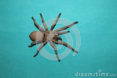 Tarantula , spider on green background wild tarantula close up female of Spider females can live up to 25 years tarantula fangs, Stock Photo