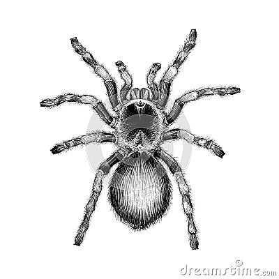 Tarantula spider hand drawing vintage engraving illustration,Tarantula spider tattoo design Cartoon Illustration