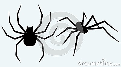 Tarantula spider Vector Illustration