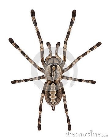 Tarantula spider, Poecilotheria Fasciata Stock Photo