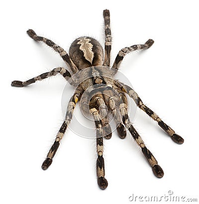 Tarantula spider, Poecilotheria Fasciata Stock Photo