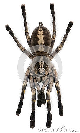 Tarantula spider, Poecilotheria Metallica Stock Photo