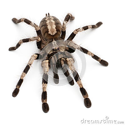 Tarantula spider, Poecilotheria Miranda Stock Photo