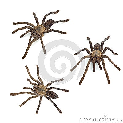 Tarantula spider Stock Photo