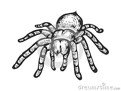 Tarantula spider sketch engraving vector Vector Illustration