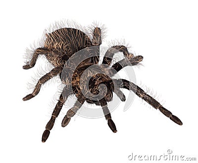 Tarantula Spider Stock Photo