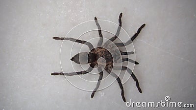 Tarantula , Spider. Tarantula isolated on white background. Close Up male of Spider Tarantula. View from above. Largest spider in Stock Photo