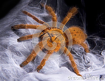 Tarantula on web Stock Photo