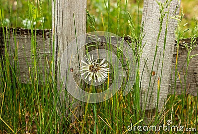 Taraxacum is a large genus of flowering plants in the family Asteraceae, which consists of species commonly known as dandelions Stock Photo