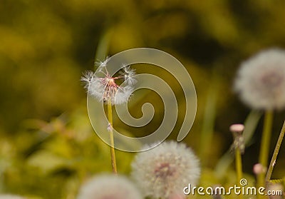 Taraxacum officinale as a dandelion or common dandelion commonly known as dandelion. This time in the form of a blower Stock Photo