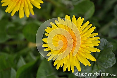 Taraxacum Officinale Yellow Dandelion garden flower closeup Stock Photo